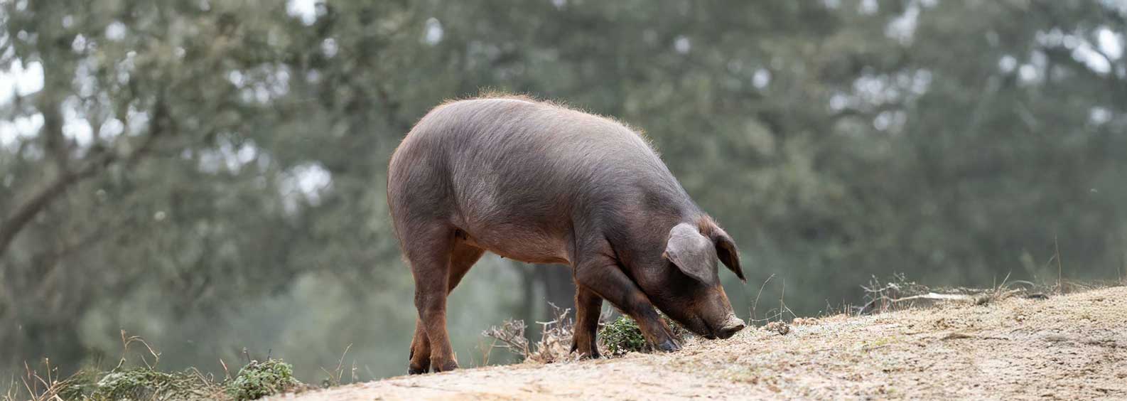 cerdo-iberico-montanera-dehesa-de-abajo